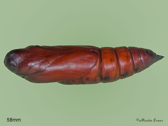  69.005 Deaths Head Hawk-moth pupa 58mm Copyright Martin Evans Copyright Martin Evans 