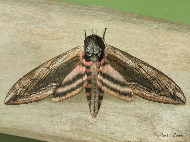  69.006 Privet Hawk-moth Copyright Martin Evans 