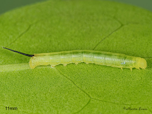  69.011 Oleander Hawk-moth larva 11mm Copyright Martin Evans 