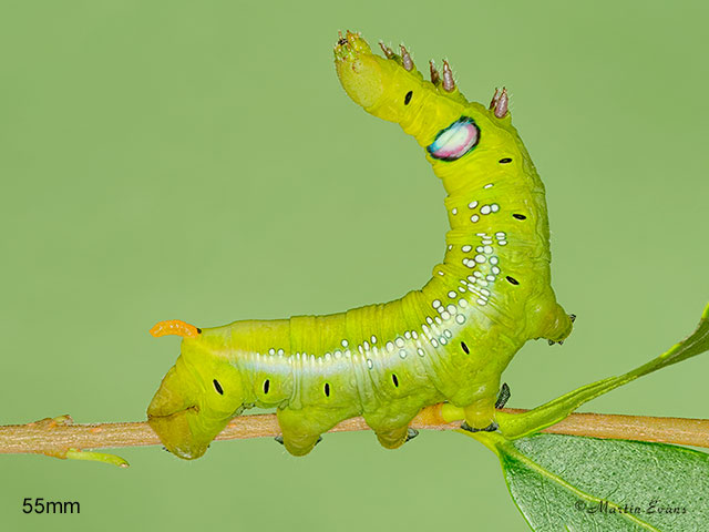  69.011 Oleander Hawk-moth larva 55mm Copyright Martin Evans 