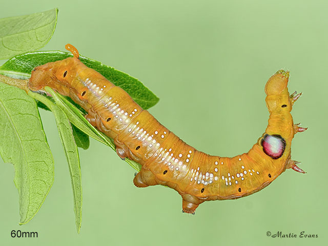  69.011 Oleander Hawk-moth larva 60mm Copyright Martin Evans 