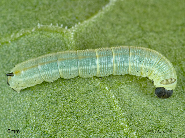  69.015 Striped Hawk-moth larva 6mm Copyright Martin Evans 