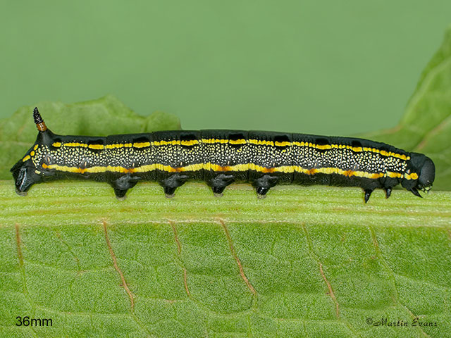  69.015 Striped Hawk-moth larva 33mm Copyright Martin Evans 
