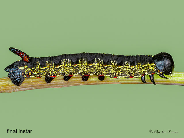  69.015 Striped Hawk-moth larva 36mm Copyright Martin Evans Copyright Martin Evans 