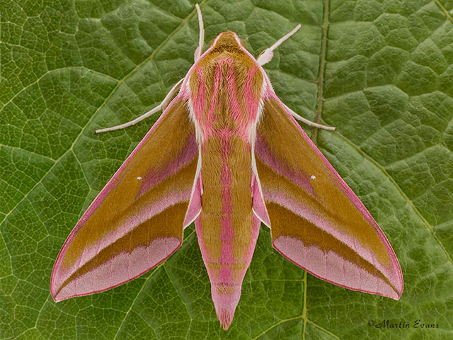  69.016 Elephant Hawk-moth Copyright Martin Evans 