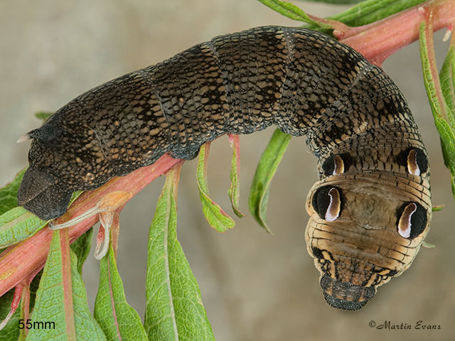  69.016 Elephant Hawk-moth larva 55mm Copyright Martin Evans 