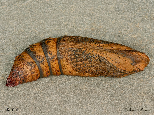  69.017 Small Elephant Hawk-moth pupa 33mm Copyright Martin Evans 