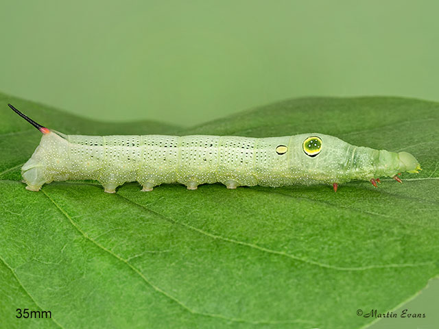  69.018 Silver-striped Hawk-moth larva 35mm Copyright Martin Evans 