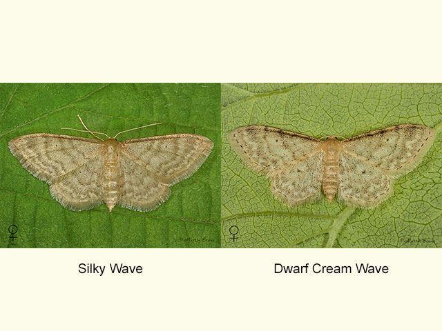 70.005 Silky Wave and Dwarf Cream Wave Copyright Martin Evans 