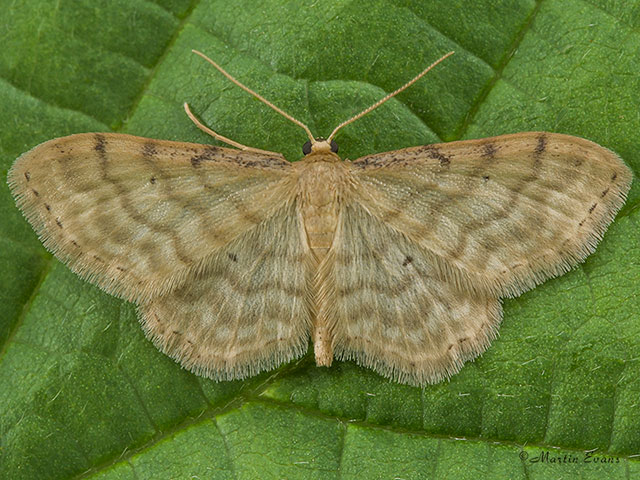  70.006 Dwarf Cream Wave Copyright Martin Evans 