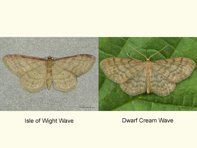  70.007 Isle of Wight Wave  and Dwarf Cream Wave Copyright Martin Evans 