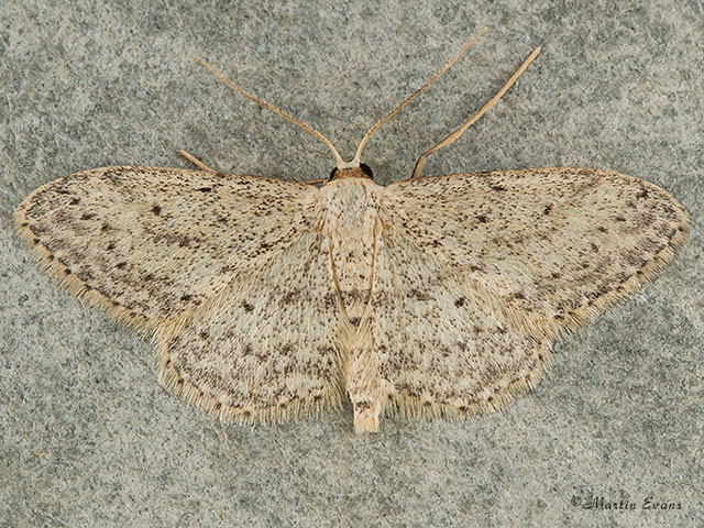  70.008 Small Dusty Wave Copyright Martin Evans 