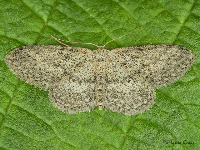  70.008 Small Dusty Wave Copyright Martin Evans 