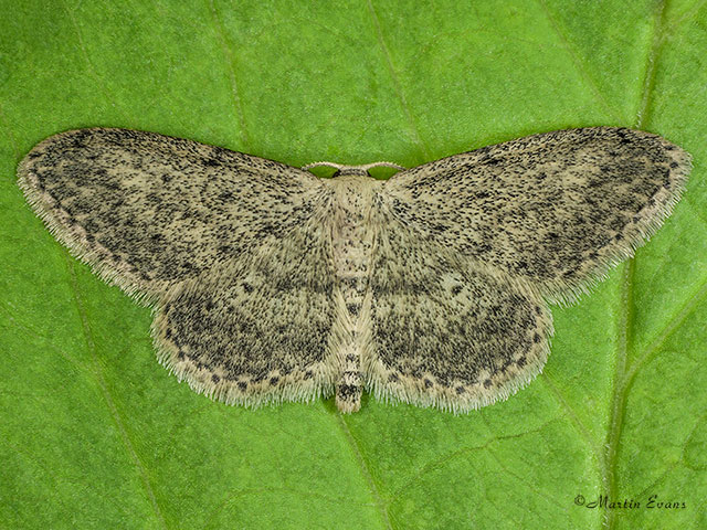  70.008 Small Dusty Wave Copyright Martin Evans 