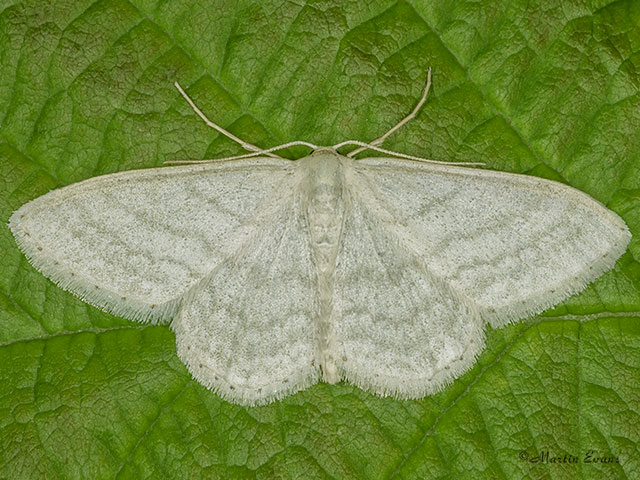  70.009 Satin Wave Copyright Martin Evans 