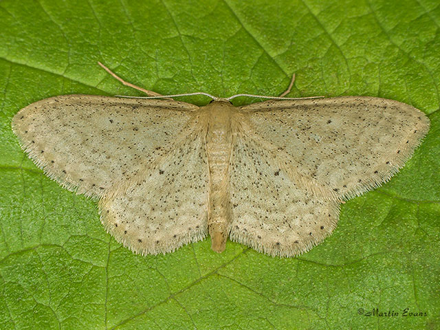  70.010 Dotted-border Wave Copyright Martin Evans 