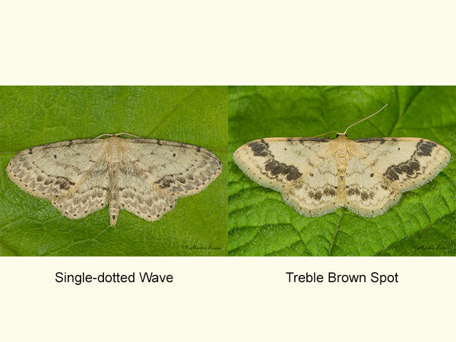  70.011 Single-dotted Wave and Treble Brown Spot Copyright Martin Evans 