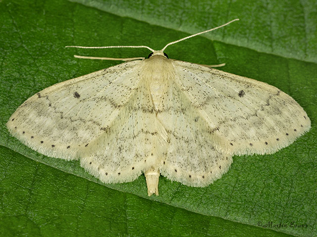  70.013 Small Fan-footed Wave Copyright Martin Evans 