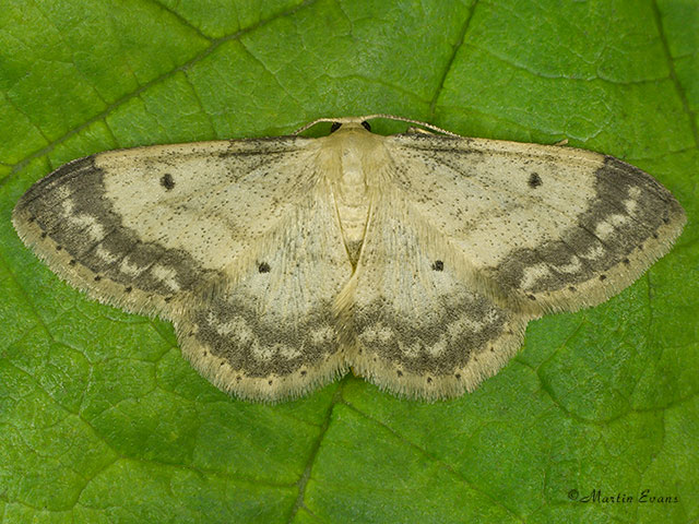  70.013 Small Fan-footed Wave Copyright Martin Evans 