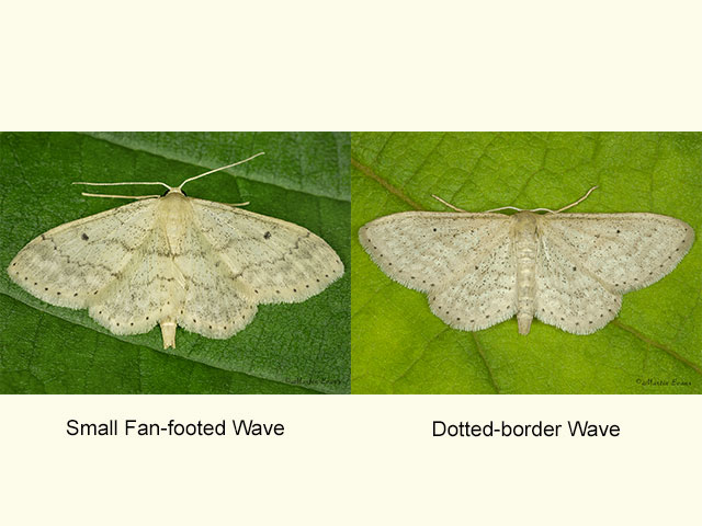  70.013 Small Fan-footed Wave and Dotted-border Wave Copyright Martin Evans 