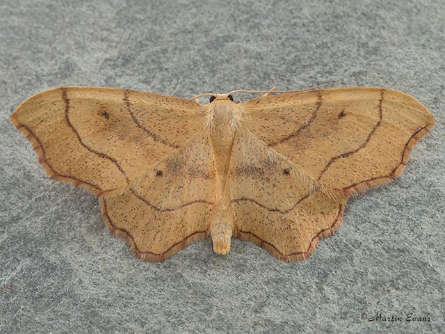  70.015 Small Scallop Copyright Martin Evans 