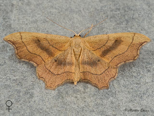  70.015 Small Scallop Copyright Martin Evans 
