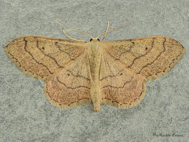  70.016 Riband Wave Copyright Martin Evans 