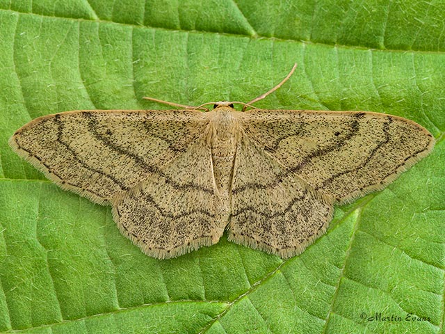  70.016 Riband Wave Copyright Martin Evans 