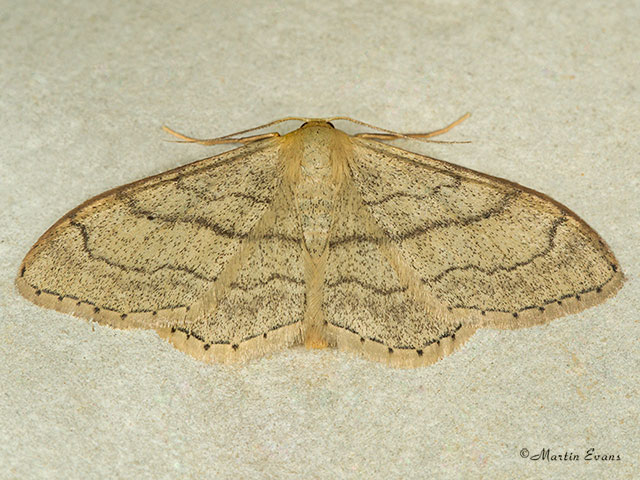  70.016 Riband Wave Copyright Martin Evans 