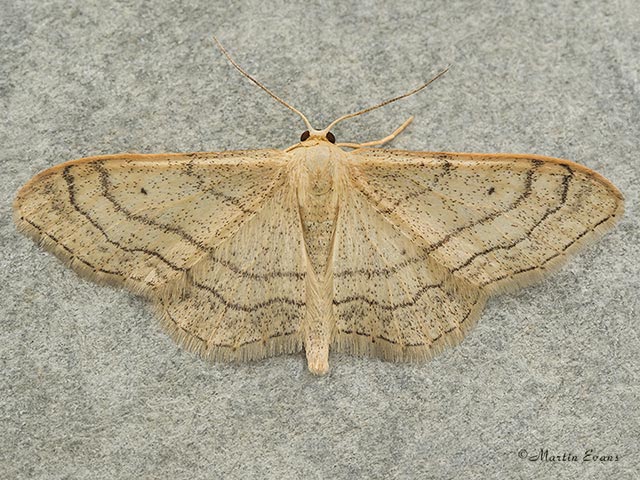  70.016 Riband Wave Copyright Martin Evans 