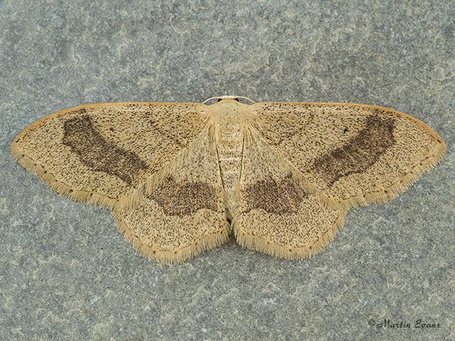  70.016 Riband Wave banded form Copyright Martin Evans 