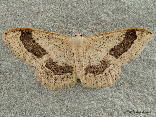  70.016 Riband Wave banded form Copyright Martin Evans 