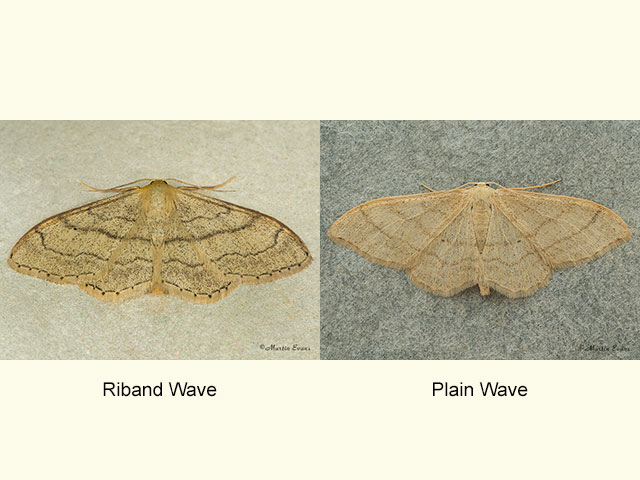  70.016 Riband Wave and Plain Wave Copyright Martin Evans 
