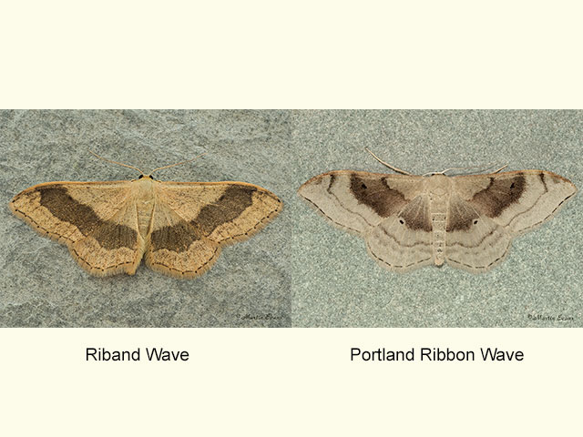  70.016 Riband Wave and Portland Wave Copyright Martin Evans 