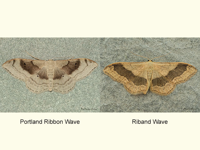  70.017 Portland Ribbon Wave and Riband Wave Copyright Martin Evans 