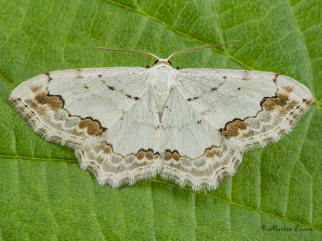  70.021 Lace Border Copyright Martin Evans 