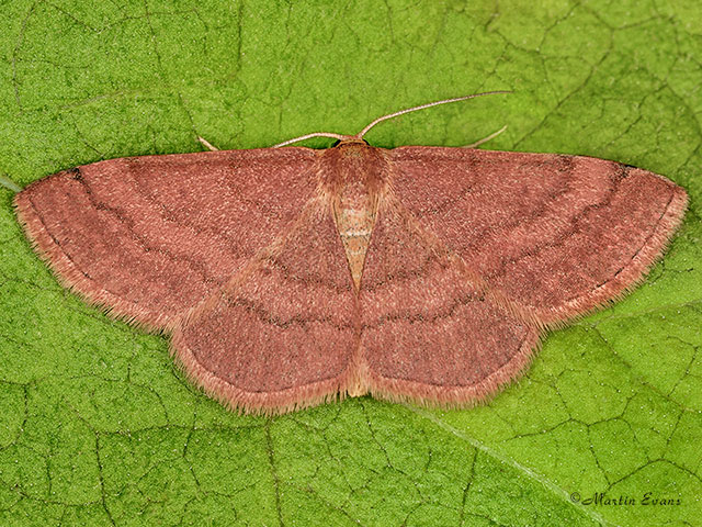  70.022 Tawny Wave Copyright Martin Evans 