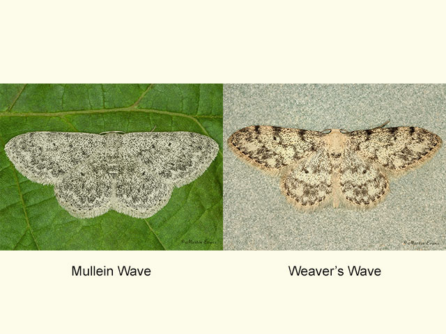  70.023 Mullein Wave and Weaver's Wave Copyright Martin Evans 
