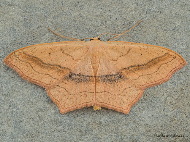 70.024 Small Blood-vein Copyright Martin Evans 