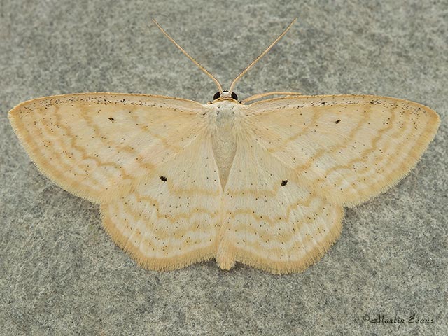  70.025 Lesser Cream Wave Copyright Martin Evans 