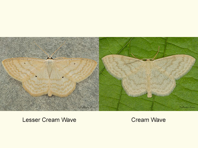  70.025 Lesser Cream Wave and Cream Wave Copyright Martin Evans 
