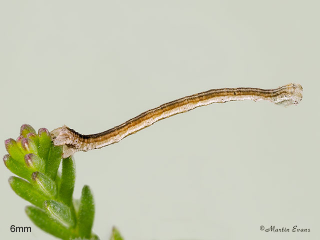  70.026 Smoky Wave larva 6mm Copyright Martin Evans 