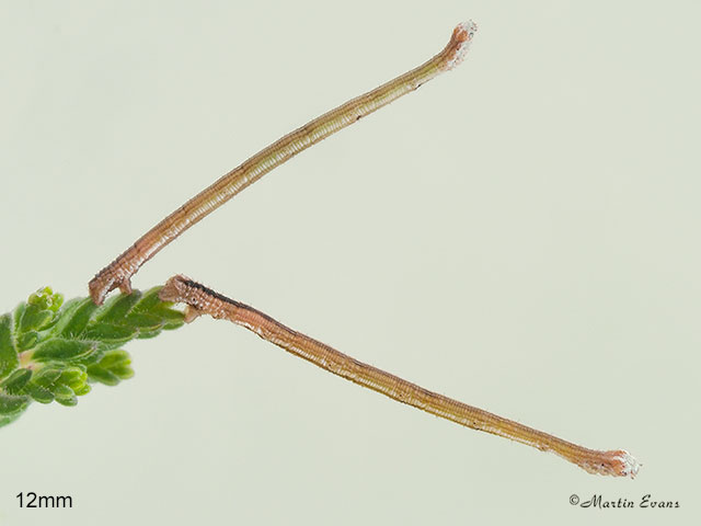  70.026 Smoky Wave larva 12mm Copyright Martin Evans 