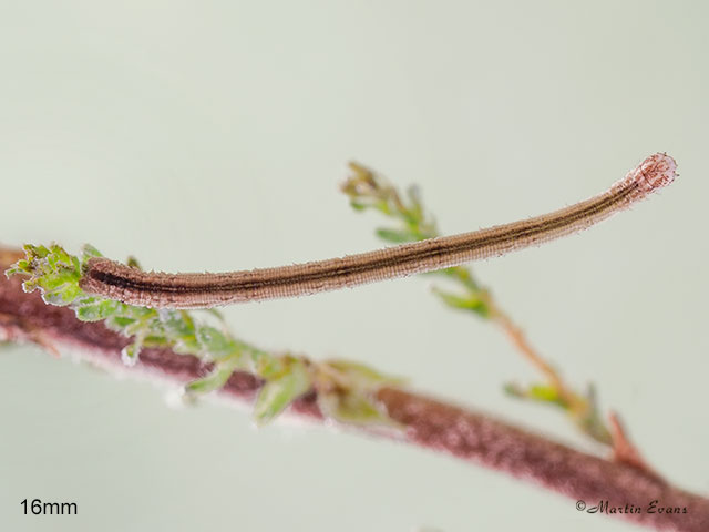  70.026 Smoky Wave larva 16mm Copyright Martin Evans 