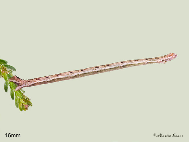  70.026 Smoky Wave larva 16mm Copyright Martin Evans 