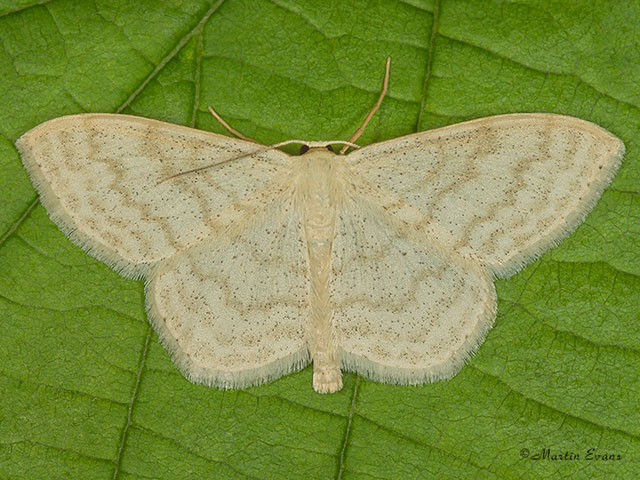  70.027 Cream Wave Copyright Martin Evans 
