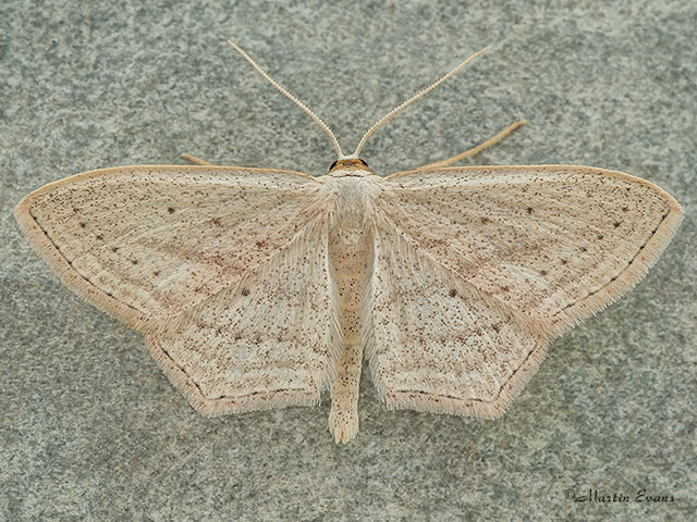  70.028 Rosy Wave Copyright Martin Evans 