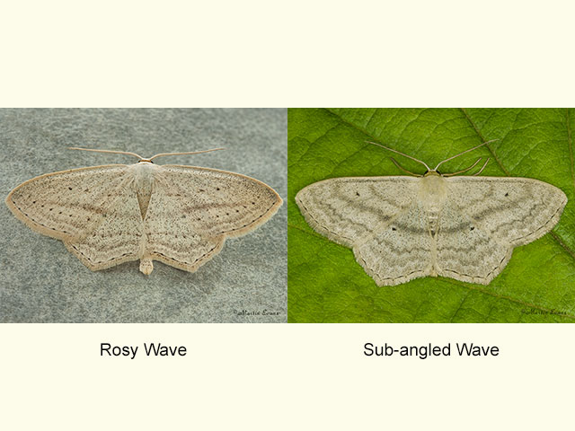  70.028 Rosy Wave and Sub-angled Wave Copyright Martin Evans 