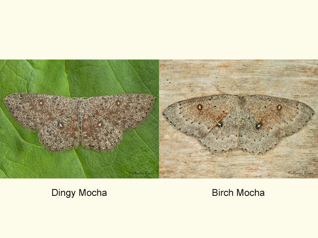  70.030 Dingy Mocha and Birch Mocha Copyright Martin Evans 