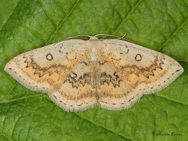  70.031 Mocha Copyright Martin Evans 
